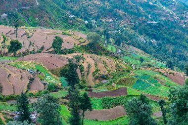 Üvey tarım, ya da teras tarımı. Dik tepeler ya da dağ kenarları ekilebilir arazinin düzey alanlarını oluşturmak için kesilir. Düzlük alanlar ekin ekmeye izin verir. Garhwal, Uttarakhand, Hindistan.