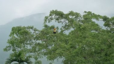 Büyük boynuzlu kuş, Buceros bicornis, aynı zamanda çukur kazıklı boynuz gagası olarak da bilinir, büyük Hint boynuz gagası veya büyük fareli boynuz gagası, arka planda Himalaya dağıyla birlikte yeşil ağaca tünemektedir..