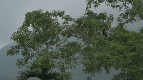 Большая Орноклювая Птица Buceros Bicornis Известная Вогнутый Рогоклюв Большой Индийский — стоковое видео