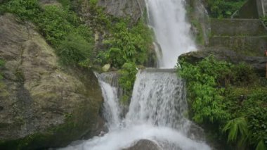 Kurseong 'da güzel Paglajhora şelalesi Darjeeling' deki Himalaya dağları, Batı Bengal, Hindistan. Mahananda Nehri 'nin kaynağı Mahananda Vahşi Yaşam Sığınağı, Siliguri ve Jalpaiguri' den akıyor. 4K.