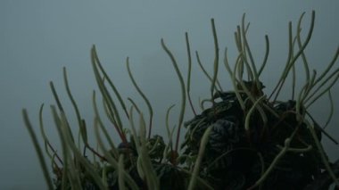 Hindistan, Batı Bengal 'deki Darjeeling dağları üzerinde muson bulutları geçerken yeşil bitkilerin hareket ettiği zaman videosu. Darjeeling tepelerin kraliçesi, yağmur mevsiminde yeşil tepeler.