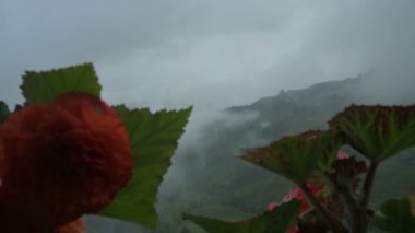 Hindistan, Batı Bengal, Darjeeling 'deki Himalaya Dağları' nda çay arazileri ve bahçelerin üzerinden geçen muson bulutlarının zaman videosu. Himalaya çiçekleri ön planda. Darjeeling tepelerin kraliçesidir..