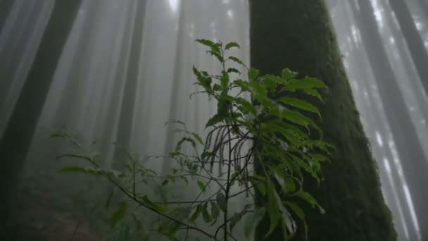 位于印度西孟加拉邦大吉岭Lepchajagat的著名松树丛林中的一种绿色植物的慢镜头 喜马拉雅山丛林中郁郁葱葱的山叶 多雾的季风天气 — 图库视频影像