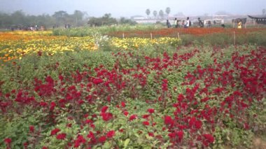 Plumed Cockscomb çiçeği, Celosia argentea var, çiçek vadisinde, Khirai, Batı Bengal, Hindistan. Çiçekler burada Hindistan pazarında satılmak üzere toplanır ve diğer ülkelerde de ihraç edilir..