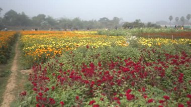 Plumed Cockscomb çiçeği, Celosia argentea var, çiçek vadisinde, Khirai, Batı Bengal, Hindistan. Çiçekler burada Hindistan pazarında satılmak üzere toplanır ve diğer ülkelerde de ihraç edilir..