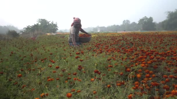 キライ 西ベンガル インド 農場でオレンジ色のマリゴールドの花を摘みます 販売のため 花の谷に タギット 毎年または永遠の植物 家族アステリック マリゴールド農場 — ストック動画