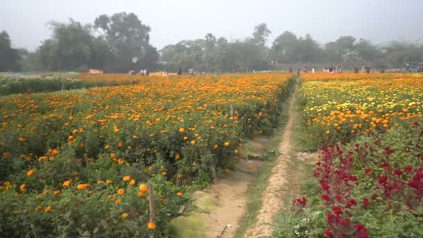 在印度西孟加拉邦黑井的花谷 一片黄色的万寿菊花田 这些花在这里收割出售 草本植物 科紫锥菊科 开花的黄色万寿菊 — 图库视频影像