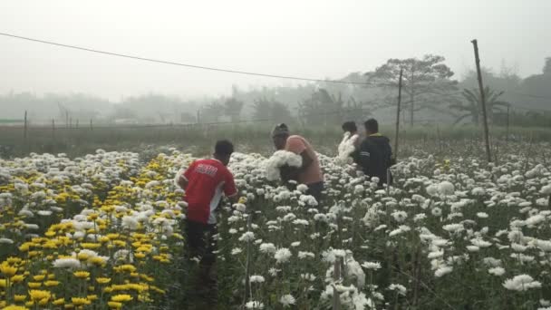 Khirai West Bengal India Farmers Plucking Chrysanthemums Chandramalika Chandramallika Mums — Stock Video