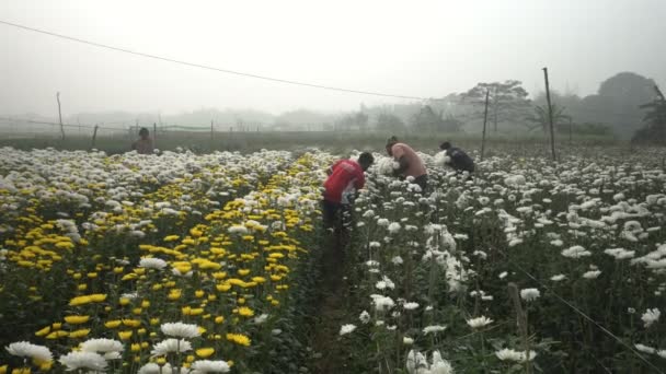 Khirai West Bengal India Farmers Plucking Chrysanthemums Chandramalika Chandramallika Mums — Stock Video
