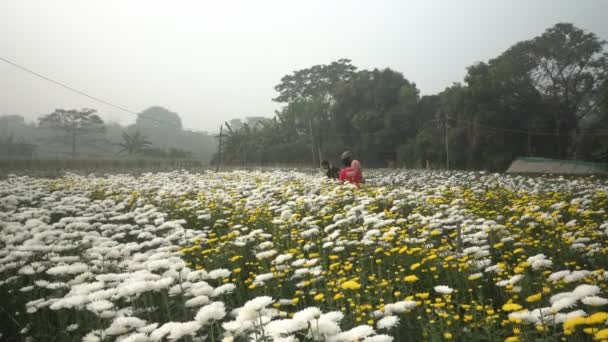 Khirai Bengala Occidentale India Agricoltori Che Spennano Crisantemi Chandramalika Chandramallika — Video Stock