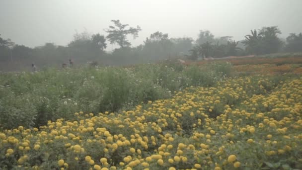 在印度西孟加拉邦黑井的花谷 黄色的万寿菊花缓缓飘扬 这些花在这里收割出售 草本植物 科紫锥菊科 开花的黄色万寿菊 — 图库视频影像