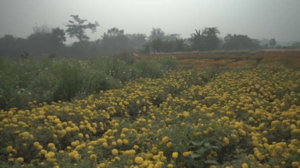 インド西ベンガル州キライの谷で黄色いマリゴールドの花のゆっくりとした動き 花はここで売りに出されています タゲット ハーブ植物 家族アステリック ブルーミングイエローマリゴールド — ストック動画
