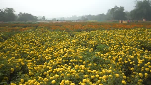 Amplio Campo Flores Caléndula Amarilla Valle Flores Khirai Bengala Occidental — Vídeos de Stock