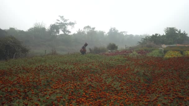Khirai Batı Bengal Hindistan Marigold Tarlasının Yanından Geçen Çiftçi Çiçek — Stok video