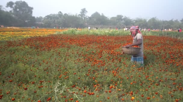 Khirai Bengala Occidental India Agricultor Arrancando Flores Campo Caléndula Venta — Vídeo de stock