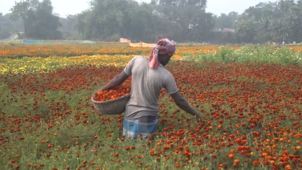 Khirai West Bengal India Farmer Raucking Flowers Marigold Field Sale — стоковое видео