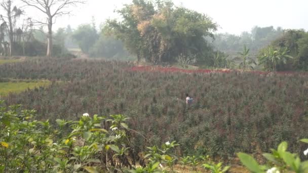 キライ 西ベンガル インド 花の谷で中国のバラに農薬を噴霧する農民 中国のバラ 中国のバラ またはベンガルバラの花畑として一般的に知られているローザ チエンシス — ストック動画
