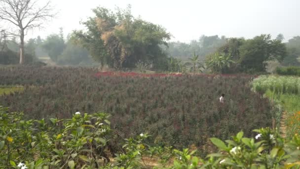 Khirai West Bengal India Αγρότης Ψεκάζει Φυτοφάρμακα Κινέζικα Τριαντάφυλλα Στην — Αρχείο Βίντεο