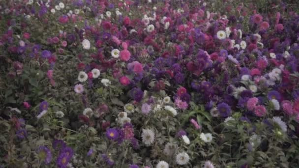 Jardim Multicolorido Flor Aster Khirai Bengala Ocidental Índia Flor Cheia — Vídeo de Stock