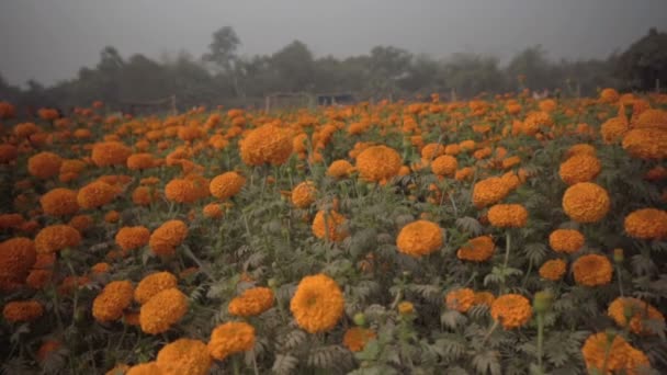 Langsom Bevegelse Oransje Marigold Blomster Dalen Blomster Khirai West Bengal – stockvideo