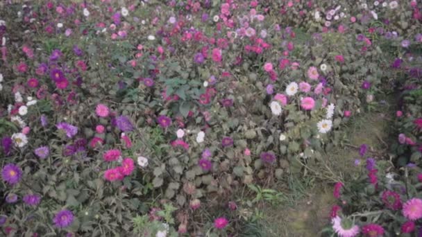 Wielokolorowy Aster Ogród Kwiatowy Khirai Zachodni Bengal Indie Pełnym Rozkwicie — Wideo stockowe