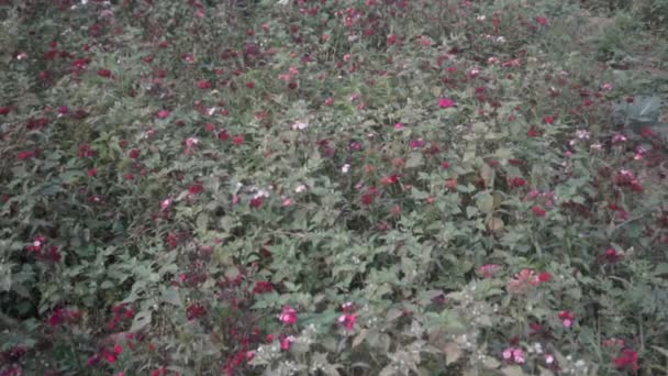 Jardín Multicolor Flores Montaña Khirai Bengala Occidental India Plena Floración — Vídeo de stock