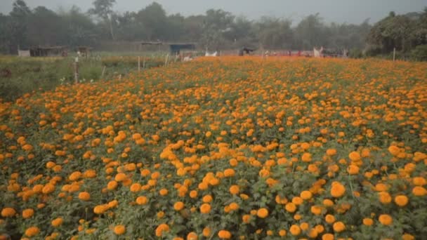 在印度西孟加拉邦黑井的花谷 橙红色的菊花缓慢的运动 这些花在这里收割出售 采购产品花斑 草本植物 科紫锥菊科 盛开的橙红色金盏花 — 图库视频影像