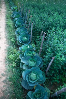 Hindistan, Batı Bengal 'deki Khirai' deki geniş tarlada lahana hasat ediliyor. Lahana, Brassica oleracea, sık yapraklı kafaları için yıllık sebze mahsulü olarak yetiştirilen yapraklı yeşil bir bienal bitkidir..