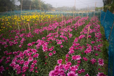 Pembe Dahlia çiçekleri, Dahlia pinnata çalılığı, veremli, bitkisel bitkiler Hindistan 'ın Batı Bengal, Khirai kentindeki çiçekçilik alanında hasat ediliyor. Çiçek vadisi, çiçekler buradan ihraç edilir..