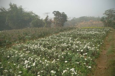 Büyüyen kasımpatılar, Chandramalika, Chandramallika, anneler, kasımpatılar, kasımpatılar, Asteraceae familyası. Batı Bengal, Hindistan 'daki Khirai' de kış sabahı çiçek vadisinde..