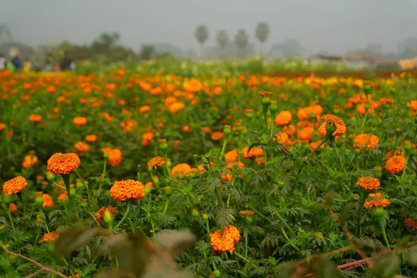 Vast field of orange marigold flowers at valley of flowers, Khirai, West Bengal, India. Flowers are harvested here for sale. Tagetes, herbaceous plants, family Asteraceae, blooming yellow marigold.