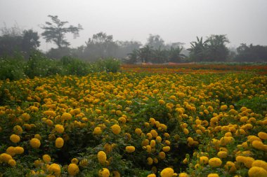 Khirai, Batı Bengal, Hindistan 'daki çiçek vadisinde geniş sarı kadife çiçekleri tarlası. Çiçekler burada satılık olarak toplanır. Etiketler, otçul bitkiler, Asteraceae ailesi, çiçek açan sarı kadife çiçeği..