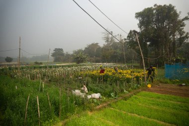 Khirai, Batı Bengal, Hindistan - 23.01.23: Sarı kasımpatı, Chandramalika, Chandramallika, anneler, kasımpatılar, kasımpatı cinsi çiftçi ailesi. Kış sabahı, çiçekler vadisi..