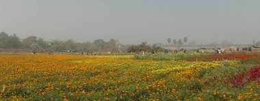 Çiçekler Vadisi, Khirai, Batı Bengal, Hindistan 'daki turuncu kadife çiçeklerinin panoramik manzarası. Çiçekler burada satılık olarak toplanır. Etiketler, otçul bitkiler, Asteraceae ailesi, çiçek açan sarı kadife çiçeği..