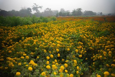 Khirai, Batı Bengal, Hindistan 'daki çiçek vadisinde geniş sarı kadife çiçekleri tarlası. Çiçekler burada satılık olarak toplanır. Etiketler, otçul bitkiler, Asteraceae ailesi, çiçek açan sarı kadife çiçeği..