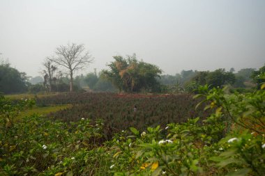 Khirai, Batı Bengal, Hindistan - 23.01.23: Çiçekler Vadisi 'ndeki Çin güllerine böcek ilacı sıkan çiftçi. Rosa Chinensis, yaygın olarak Çin gülü, Çin gülü veya Bengal gül çiçeği tarlası olarak bilinir..