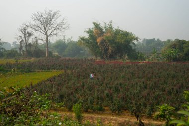 Khirai, Batı Bengal, Hindistan - 23.01.23: Çiçekler Vadisi 'ndeki Çin güllerine böcek ilacı sıkan çiftçi. Rosa Chinensis, yaygın olarak Çin gülü, Çin gülü veya Bengal gül çiçeği tarlası olarak bilinir..