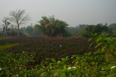 Khirai, Batı Bengal, Hindistan - 23.01.23: Çiçekler Vadisi 'ndeki Çin güllerine böcek ilacı sıkan çiftçi. Rosa Chinensis, yaygın olarak Çin gülü, Çin gülü veya Bengal gül çiçeği tarlası olarak bilinir..