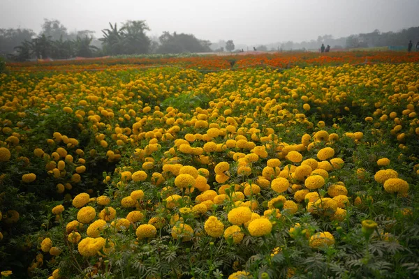 Vast field of yellow marigold flowers at valley of flowers, Khirai, West Bengal, India. Flowers are harvested here for sale. Tagetes, herbaceous plants, family Asteraceae, blooming yellow marigold.