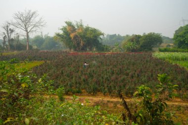 Khirai, Batı Bengal, Hindistan - 23.01.23: Çiçekler Vadisi 'ndeki Çin güllerine böcek ilacı sıkan çiftçi. Rosa Chinensis, yaygın olarak Çin gülü, Çin gülü veya Bengal gül çiçeği tarlası olarak bilinir..