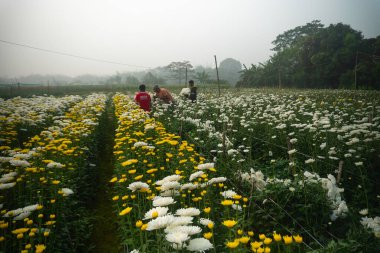 Khirai, Batı Bengal, Hindistan - 23.01.23: Kasımpatı, Chandramalika, Chandramallika, anneler, kasımpatı, kasımpatı, Asteraceae familyası. Çiçekler vadisi tamamen çiçek açmış..