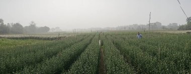 Khirai, Batı Bengal, Hindistan - 23.01.23: tomurcuklanan kasımpatı, Chandramalika, Chandramallika, anneler, kasımpatılar, kasımpatı cinsi çiftçi yetiştirmenin panoramik görüntüsü. Çiçekler vadisi.