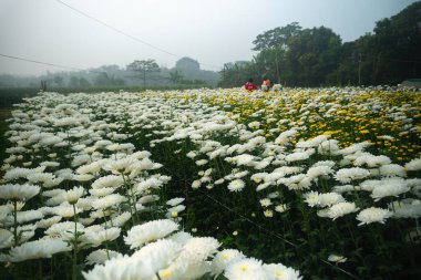 Khirai, Batı Bengal, Hindistan - 23.01.23: Kasımpatı, Chandramalika, Chandramallika, anneler, kasımpatı, kasımpatı, Asteraceae familyası. Çiçekler vadisi tamamen çiçek açmış..