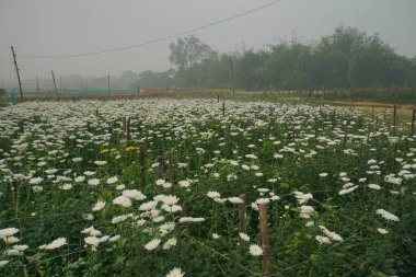 Büyüyen kasımpatılar, Chandramalika, Chandramallika, anneler, kasımpatılar, kasımpatılar, Asteraceae familyası. Batı Bengal, Hindistan 'daki Khirai' de kış sabahı çiçek vadisinde..