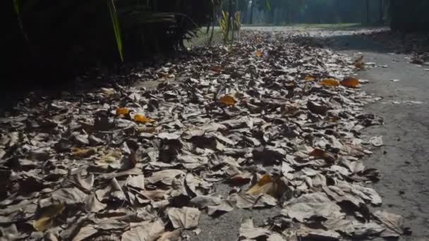 Sonbahar Mevsimi Hindistan Boş Doğa Şeridinde Kuru Yapraklar Mevsimsel Manzaranın — Stok video