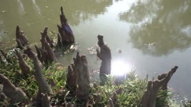 Mangrov türleri zemin kökleri üzerinde, solunum kökü ya da pnömatoforlar olarak adlandırılır. Bu kökler yeraltı dokularına oksijen girmesini sağlayan sayısız gözeneğe sahiptir..