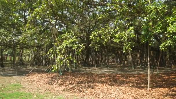 グレートバニャンツリーのビデオ フィクス ヴェンガレンシス アチャヤ ジャガディッシュ チャンドラ ボーズ インディアン植物園 Shibpur Howrah — ストック動画
