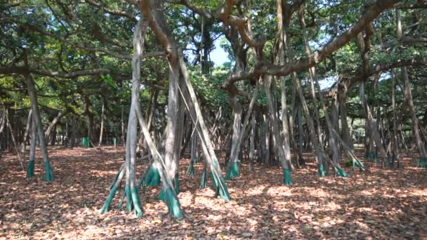 Büyük Banyan Ağacı Ficus Benghalensis Acharya Jhandra Bose Kızılderili Botanik — Stok video