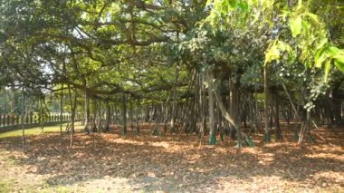 Büyük Banyan ağacı Ficus benghalensis 'in Acharya Jhandra Bose Kızılderili Botanik Bahçesi, Shibpur, Howrah, Hindistan' daki videosu. Guinness Rekorlar Kitabı 'ndaki en büyük ağaç örneği..