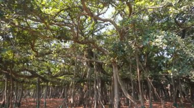 Büyük Banyan ağacı Ficus benghalensis 'in Acharya Jhandra Bose Kızılderili Botanik Bahçesi, Shibpur, Howrah, Hindistan' daki videosu. Guinness Rekorlar Kitabı 'ndaki en büyük ağaç örneği..